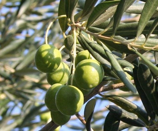 November: The olive tree