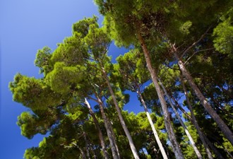 December: Pine, Agave & Prickly Juniper