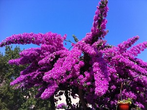 July: bougainvillea, peppermint & bladder campion