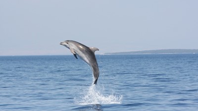 Der Weg der Delphine