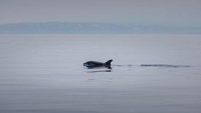 Dolphin Watching Sunset