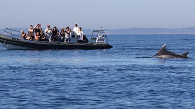 Dolphin watching tour