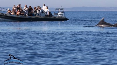 Dolphin watching tour