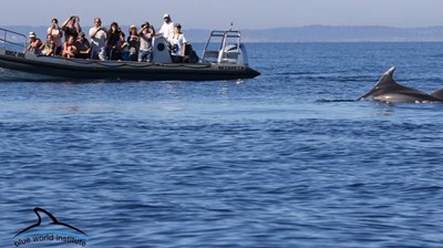 Dolphin watching tour