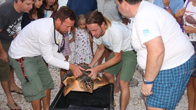 Erholungsstation für Schildkröten