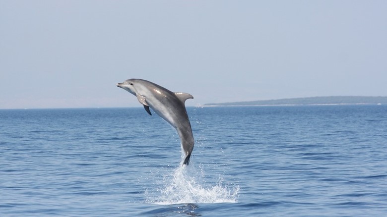 Pot delfinov