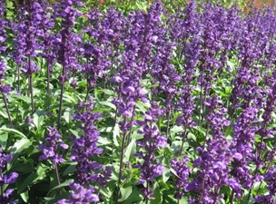 May: SAGE, FENNEL AND NETTLE