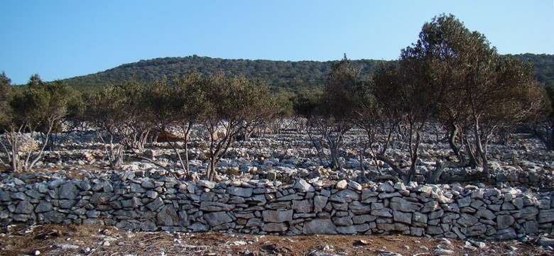 Unijski maslinici