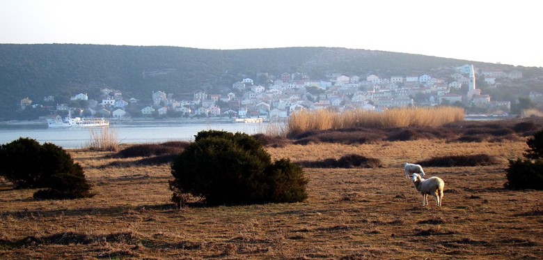 Unijsko polje