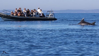 Dolphin watching tour